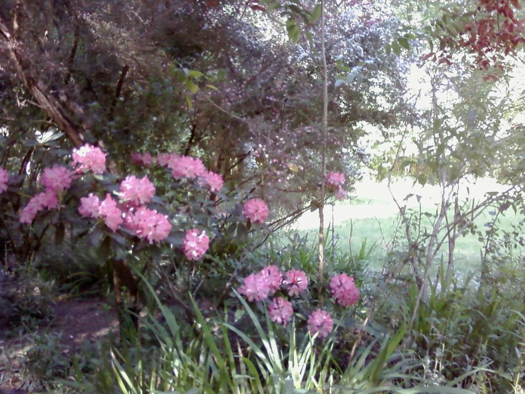 Fairview Manor Bed&Breakfast Ben Lomond Extérieur photo